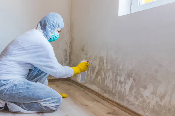 Black mold inspection in Mine Hill